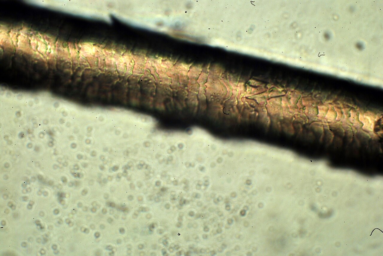 Cheveu humain vu au microscope optique, avec les écailles de la cuticule visibles à sa surface