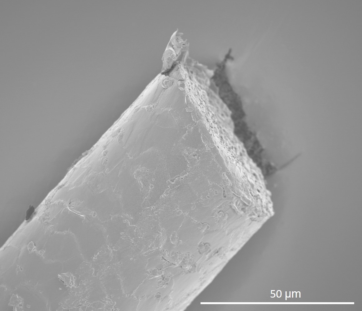 Extrémité d’un cheveu coupé vue au microscope électronique, avec une barre d’échelle de 50 micromètres
